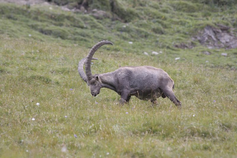 cervi nel parco nazionale svizzero